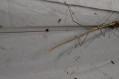 Austrosipyloidea carterus