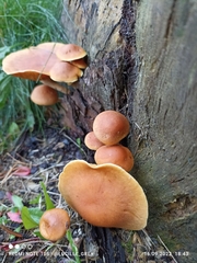 Gymnopilus penetrans