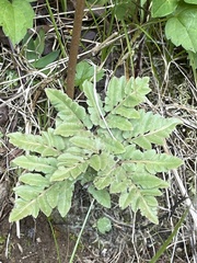 Sceptridium biternatum