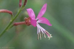 Oenothera suffrutescens