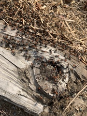Formica integra