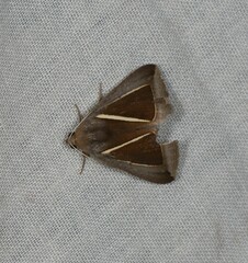 Chalciope alcyona