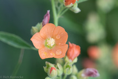 Sphaeralcea angustifolia