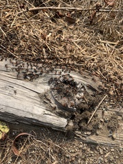 Formica integra
