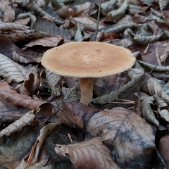 Polyporus tuberaster