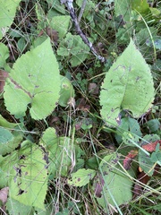 Scrobipalpula manierreorum