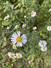 Symphyotrichum lanceolatum