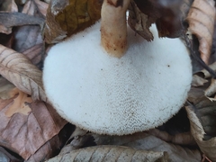 Polyporus tuberaster