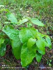 Populus