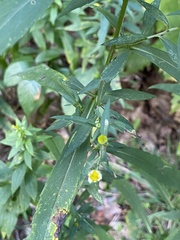 Symphyotrichum lanceolatum