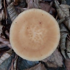 Polyporus tuberaster