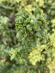 Klambothrips myopori