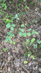 Thalictrum pubescens
