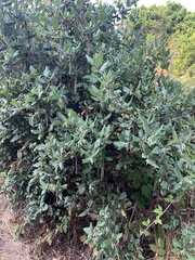 Garrya elliptica