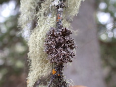 Tuckermanopsis chlorophylla
