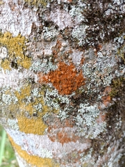 Trentepohlia aurea