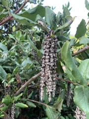 Garrya elliptica