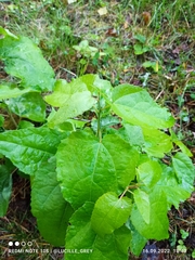 Populus