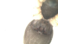 Bathyphantes nigrinus