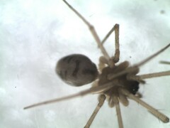 Bathyphantes nigrinus