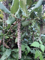 Garrya elliptica