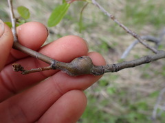 Euhexomyza schineri