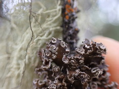 Tuckermanopsis chlorophylla