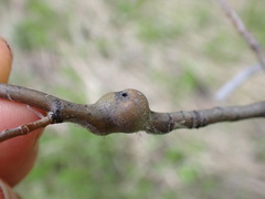 Euhexomyza schineri