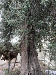 Olea europaea