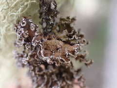 Tuckermanopsis chlorophylla