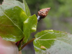 Thecabius populimonilis
