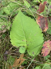 Scrobipalpula manierreorum