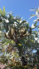 Cussonia transvaalensis