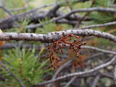 Arceuthobium americanum