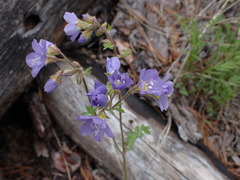 Polemonium pulcherrimum