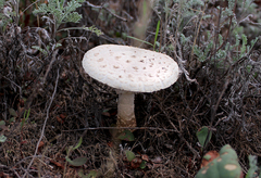 Saproamanita