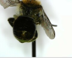 Osmia