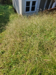 Eragrostis spectabilis