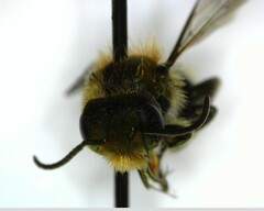 Osmia