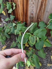 Piper auritum