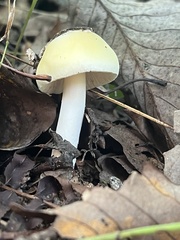 Hygrophorus chrysodon