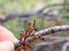 Arceuthobium americanum