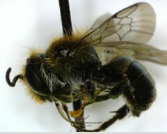 Osmia
