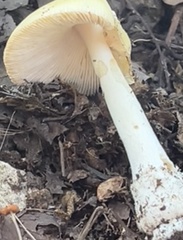 Hygrophorus chrysodon