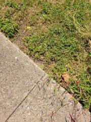 Eragrostis spectabilis