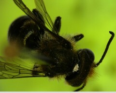 Osmia
