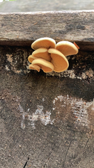 Phyllotopsis nidulans