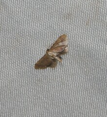 Idaea trypheropa