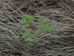 Thalictrum occidentale