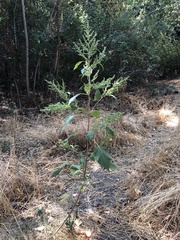 Cyclachaena xanthiifolia